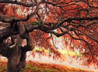 电话轰炸机在线网页版